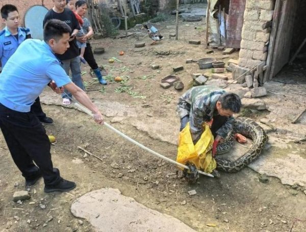 万全之策 广东梅州一村民鸡舍惊现50斤重蟒蛇，民警成功“收服”