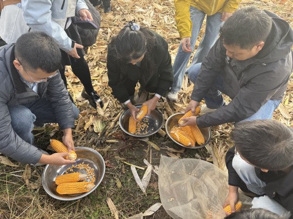 北京科汇配资 1419.48公斤！西南地区玉米单产纪录刷新